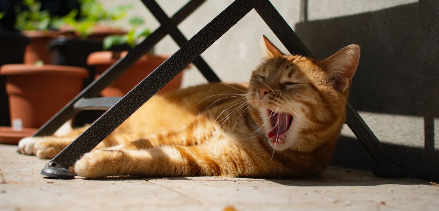 gatto che sbadiglia