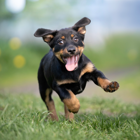 Image Link For Guida: Come preparare la tua casa per un cucciolo