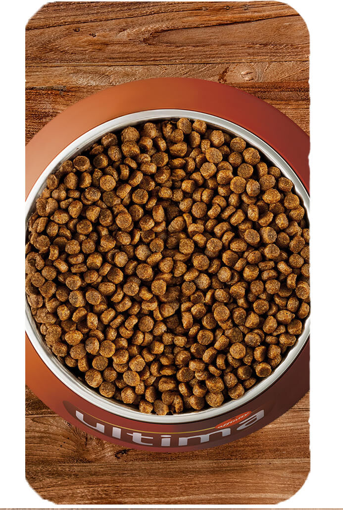 Cambiamento di dieta nei cani