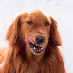 Image Link For Quante volte al giorno mangia un cane?