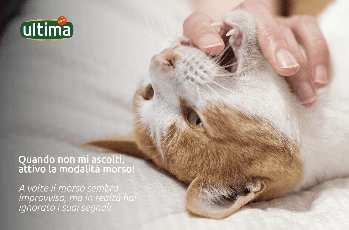 Gatto bianco e arancione con pupille dilatate. Testo sopra: "Quando non mi ascolti, attivo la modalità morso! Sotto, testo complementare: “*A volte il morso sembra improvviso, ma in realtà hai ignorato i suoi segnali”.