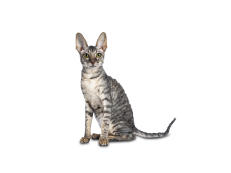 Cornish Rex