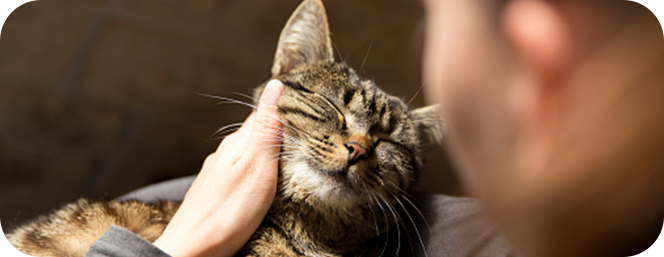 gatto con gli occhi chiusi