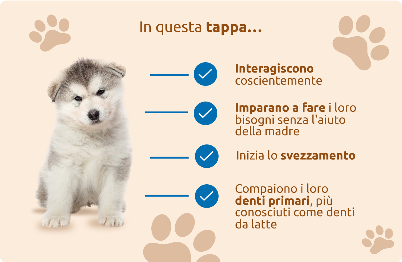 Tappa di socializzazione