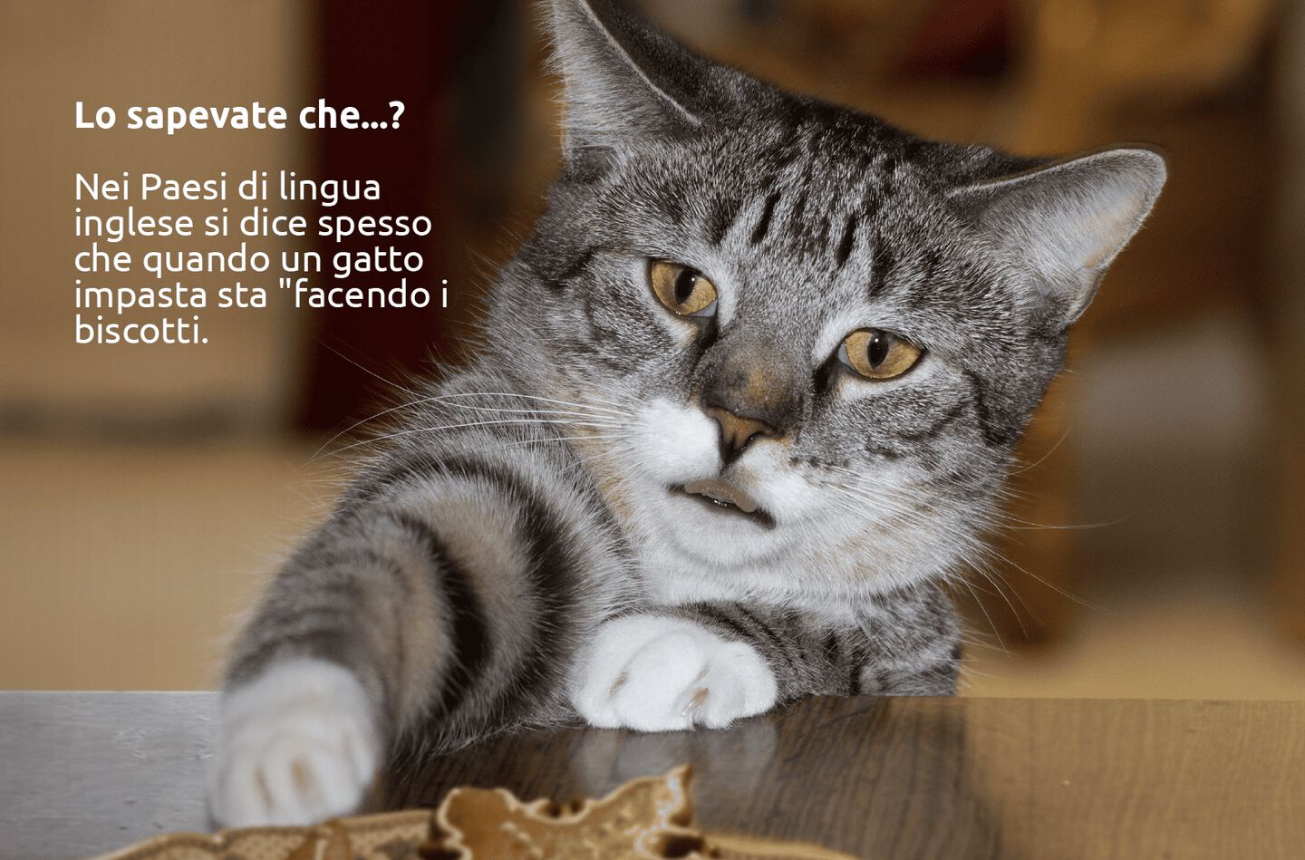 Fotografia di un piccolo gatto davanti a un vassoio di biscotti appena sfornati. Testo: Lo sapevate che...? Nei Paesi di lingua inglese si dice spesso che quando un gatto impasta sta "facendo i biscotti".