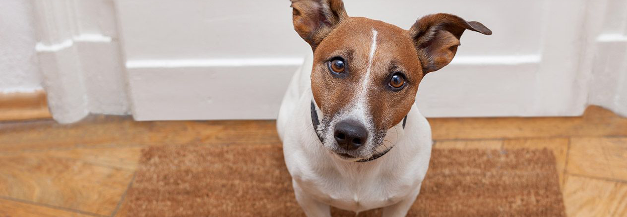 cane che guarda l'obbiettivo