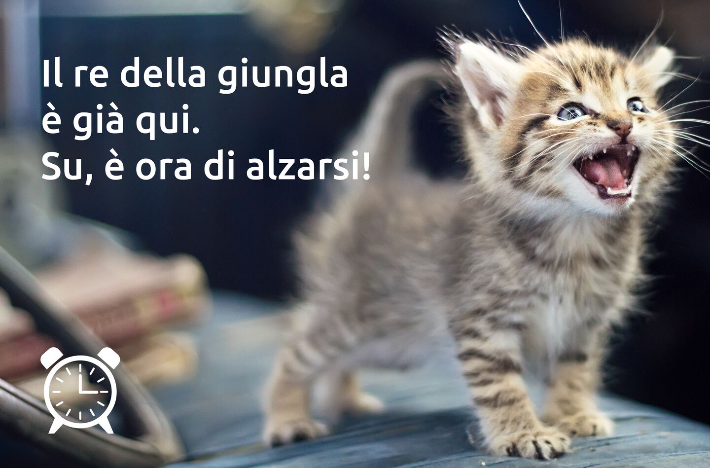 Il gatto miagola