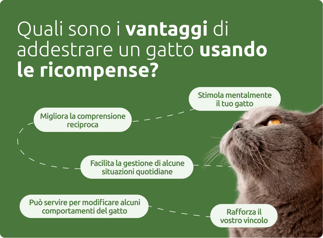 Vantaggi di addestrare un gatto usando le ricompense