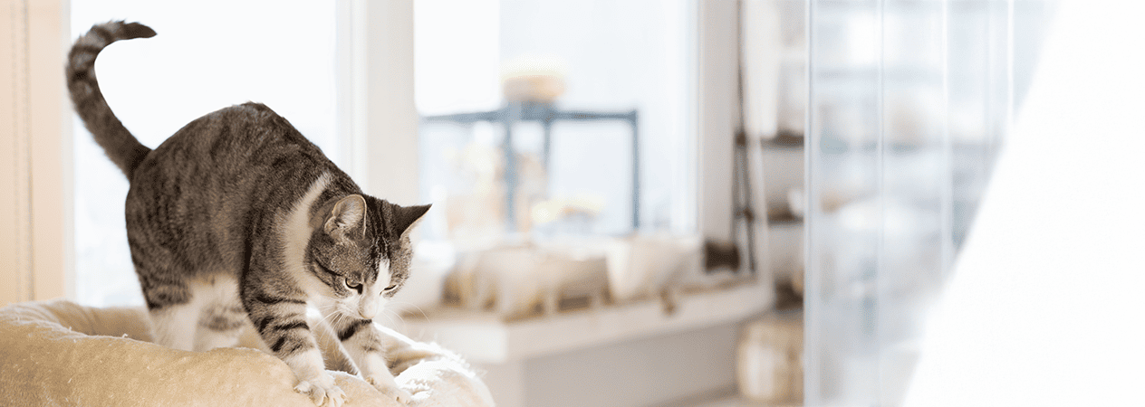 Perché i gatti impastano?