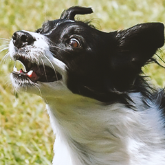 Image Link For Cosa fare e cosa non fare nelle aree per cani