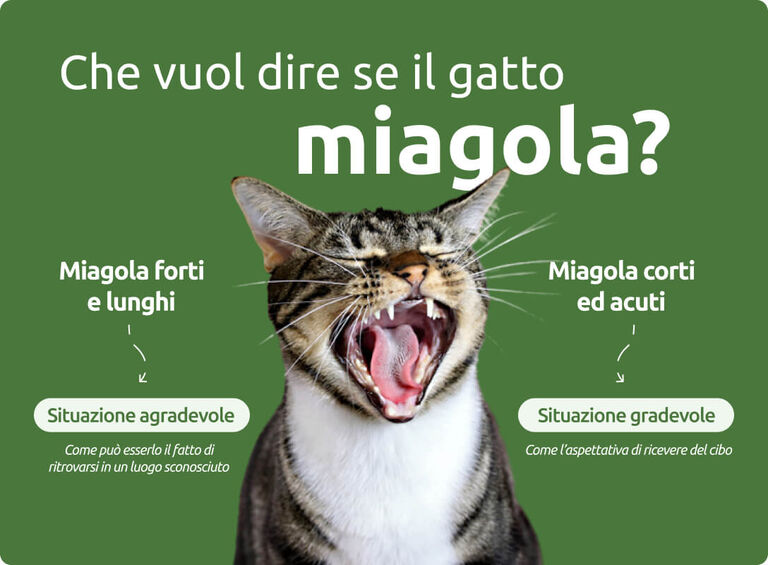 Che vuol dire se il gatto miagola