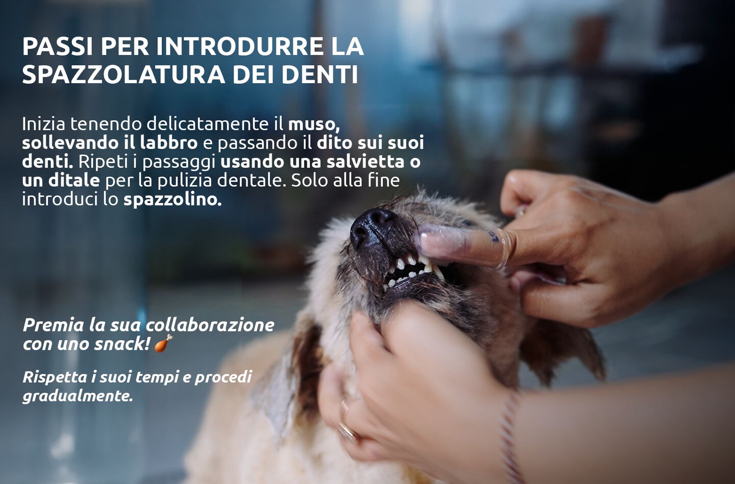 Lavare i denti del cane