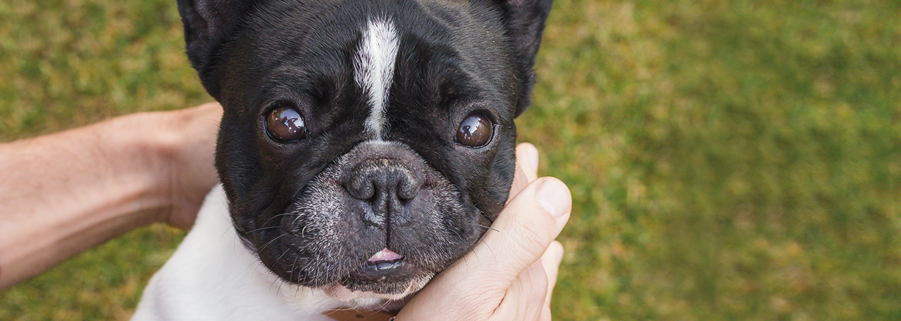 Cure speciali cani di piccola taglia