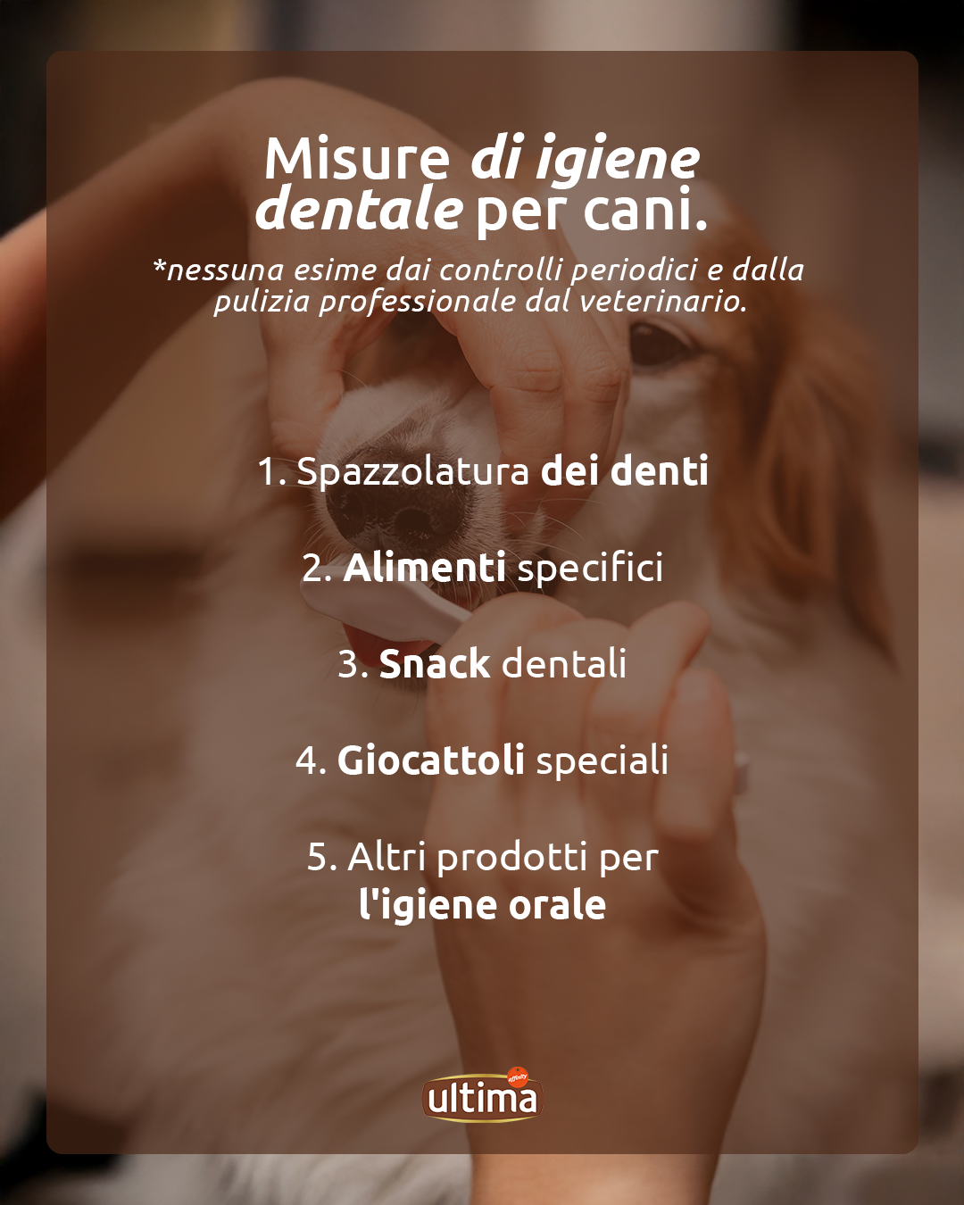 Misure di igiene dentale per cani