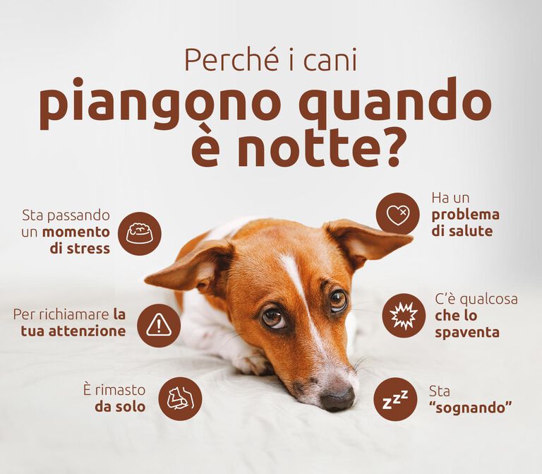 Perché il mio cane piange di notte?