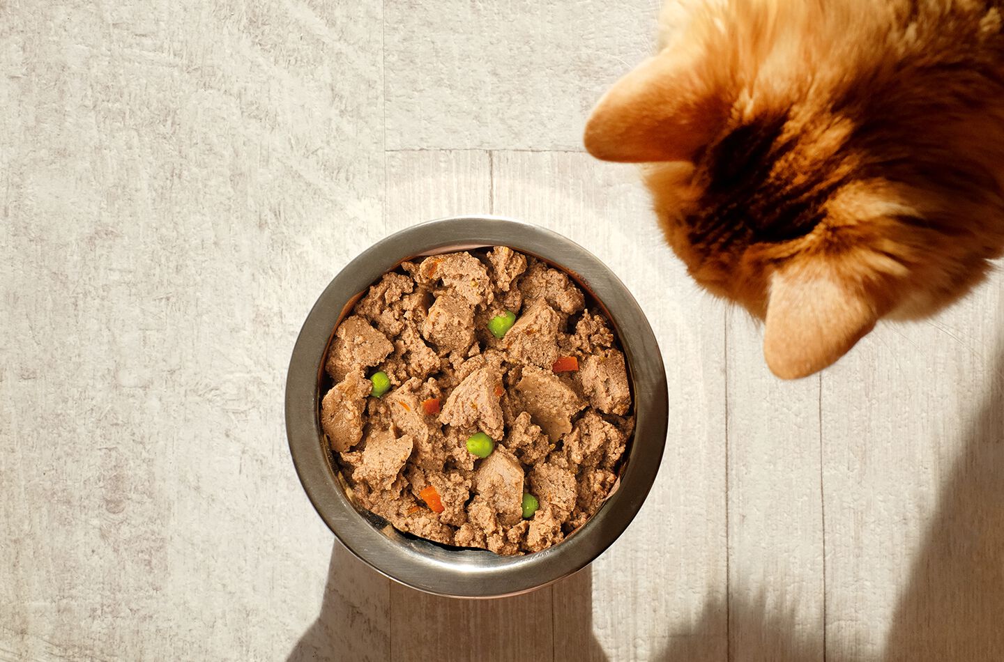 gatto che mangia cibo umido