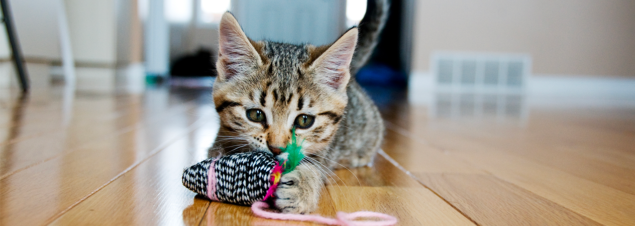 gatto che gioca