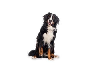 Bovaro del Bernese