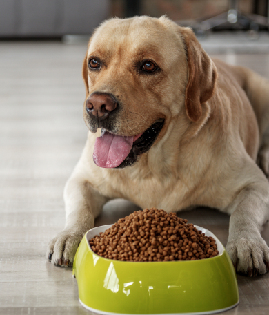 Image Link For Cibo light per cani: quali benefici?