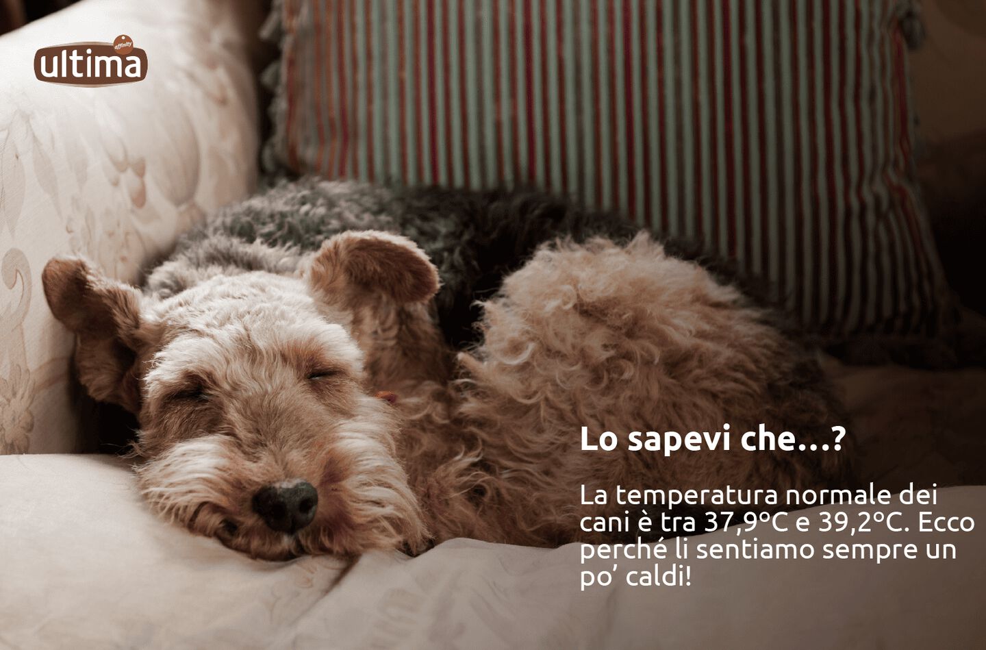 Fotografia di un cane barboncino color cannella che dorme e testo: &ldquo;Lo sapevi che&hellip;? La temperatura normale dei cani &egrave; tra 37,9&ordm;C e 39,2&ordm;C. Ecco perch&eacute; li sentiamo sempre un po&rsquo; caldi!&rdquo;.