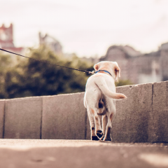 Image Link For Come portare a spasso il cane: consigli e suggerimenti