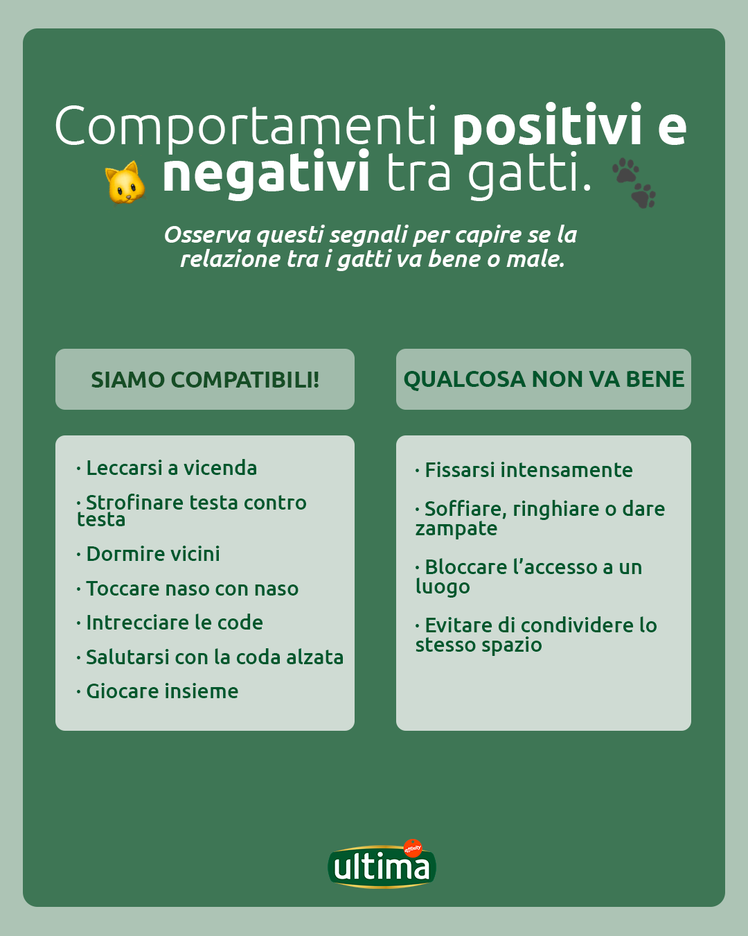 Comportamenti positivi e negativi tra gatti
