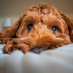 Image Link For Perché il mio cane piange di notte?