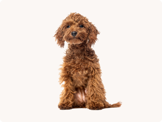 Barboncino (Poodle) - Toy