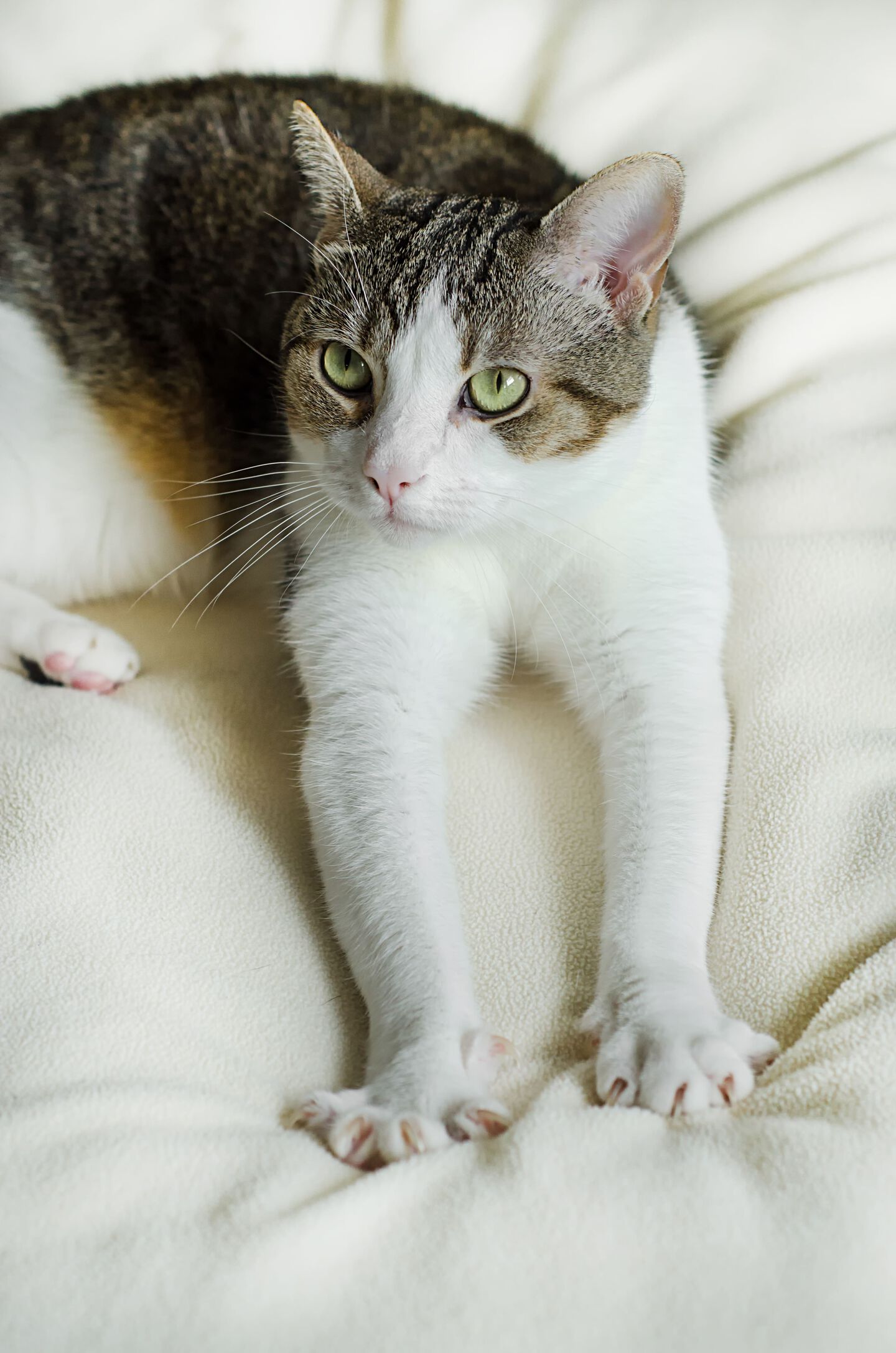 Gatto grigio e bianco che appoggia le zampe anteriori sul divano