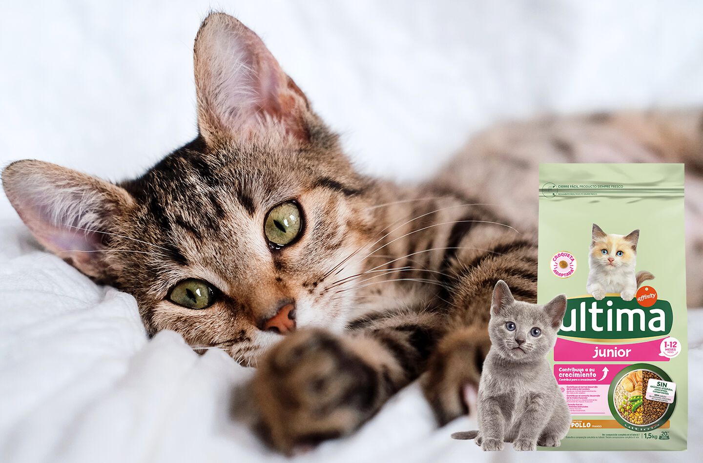 gatto che accarezza un animale di pezza