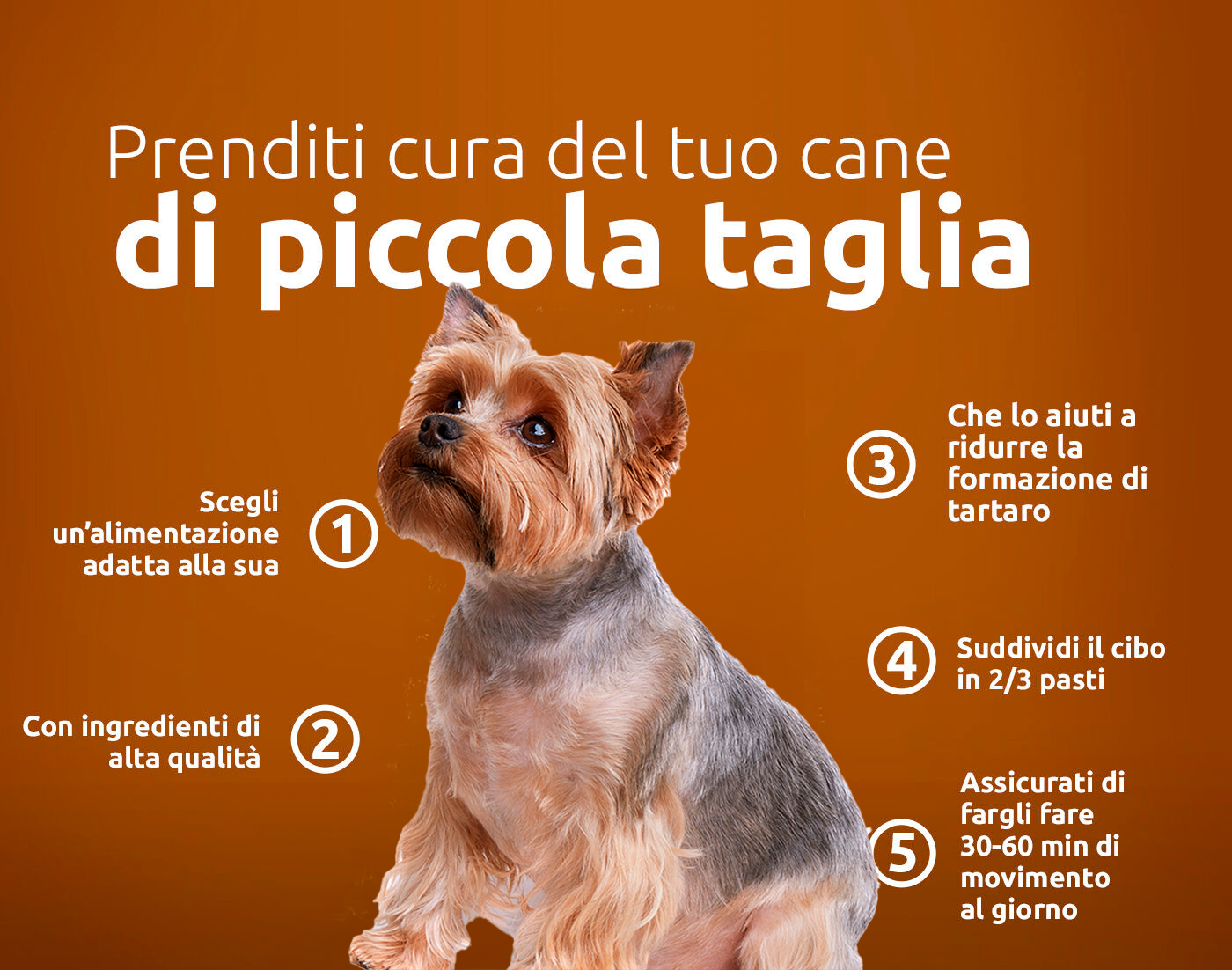 prenditi cura del tio cane di piccola taglia