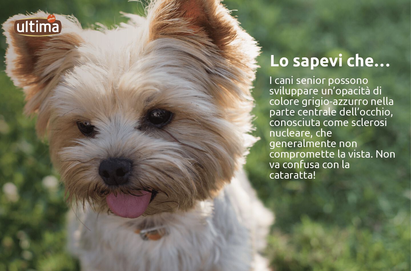 Fotografia di cane anziano di piccola taglia con muso bianco e occhi scuri, ma con centro azzurro. Testo: “Lo sapevi che… I cani senior possono sviluppare un’opacità di colore grigio-azzurro nella parte centrale dell’occhio, conosciuta come sclerosi nucleare, che generalmente non compromette la vista. Non va confusa con la cataratta!”