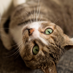 Image Link For Come accogliere un secondo gatto in casa: i 7 passi da seguire