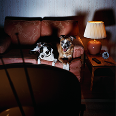 Image Link For Film sui cani da non perdere 