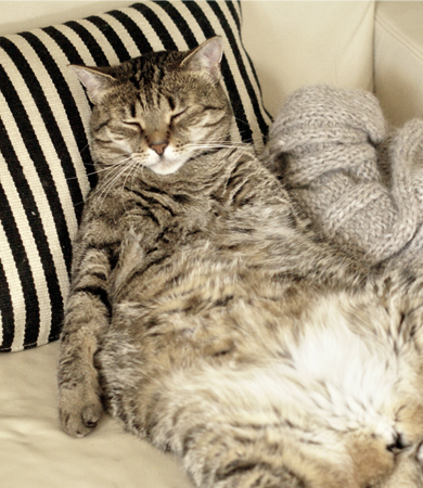 Image Link For Come faccio a sapere se il mio gatto &egrave; in sovrappeso?