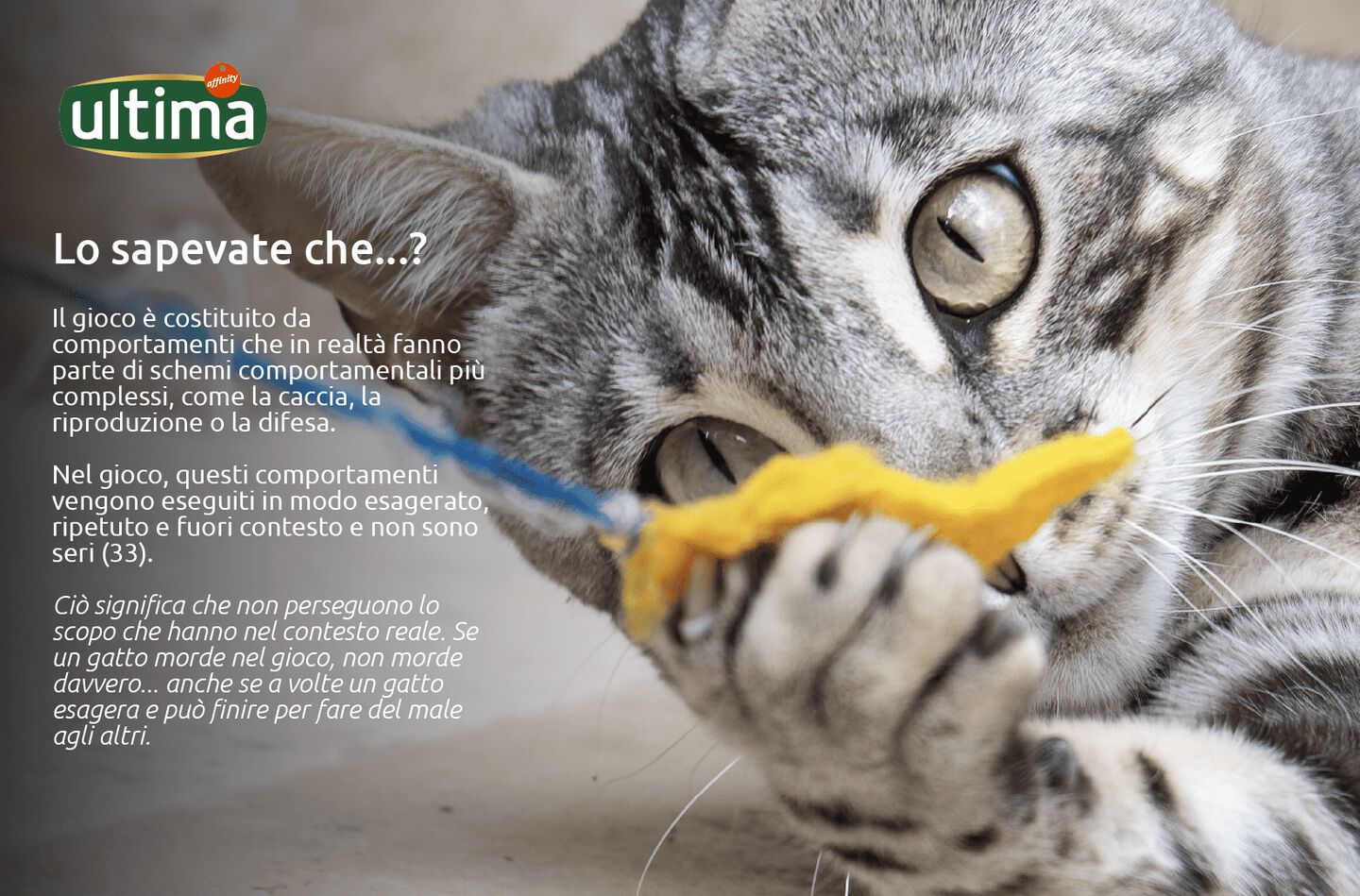 Lo sapevate che...?Il gioco è costituito da comportamenti che in realtà fanno parte di schemi comportamentali più complessi, come la caccia, la riproduzione o la difesa. Nel gioco, questi comportamenti vengono eseguiti in modo esagerato, ripetuto e fuori contesto e non sono seri (33). Ciò significa che non perseguono lo scopo che hanno nel contesto reale. Se un gatto morde nel gioco, non morde davvero... anche se a volte un gatto esagera e può finire per fare del male agli altri.