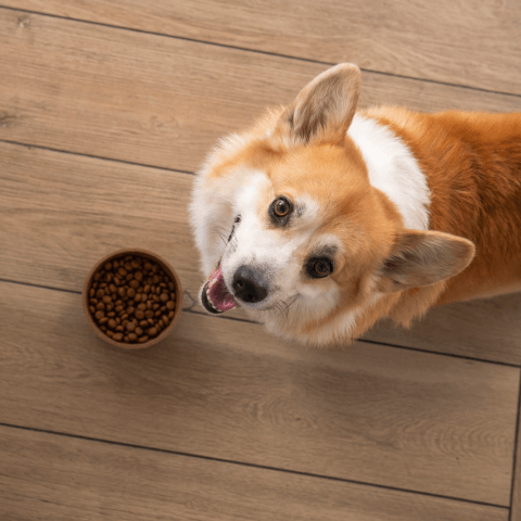Image Link For Come scegliere la migliore alimentazione per il tuo cane?