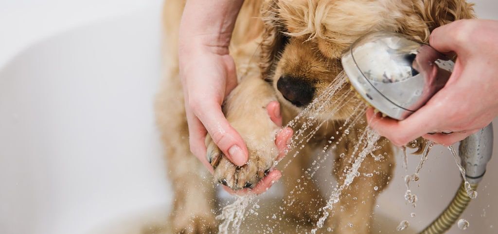 lavare il cane sotto la doccia