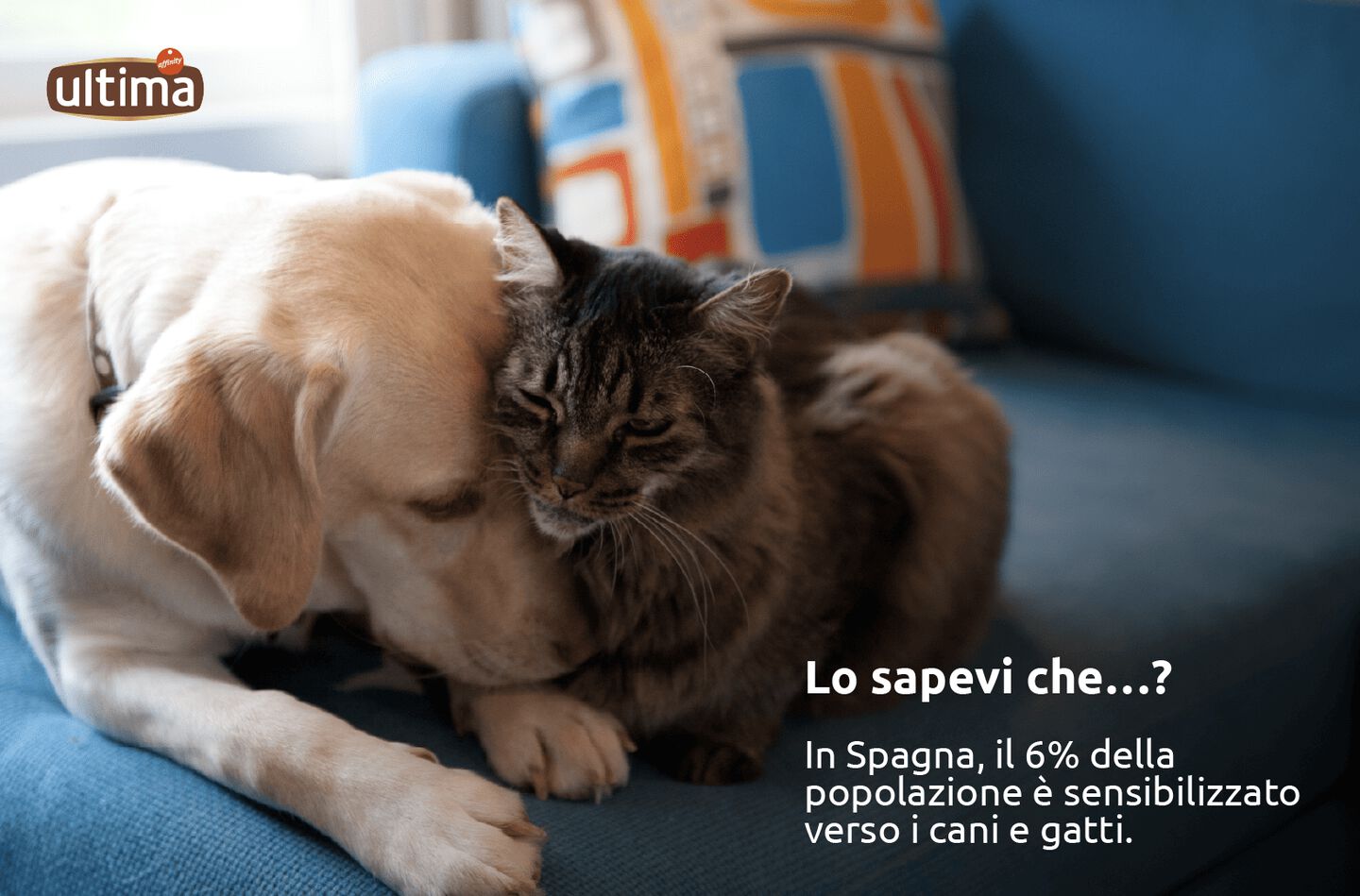 Fotografia di un cane Golden Retriever adulto mentre viene accarezzato in testa da un gatto grigio con collare. Testo: Lo sapevi che&hellip;? In Spagna, il 6% della popolazione &egrave; sensibilizzato  verso i cani e i gatti.