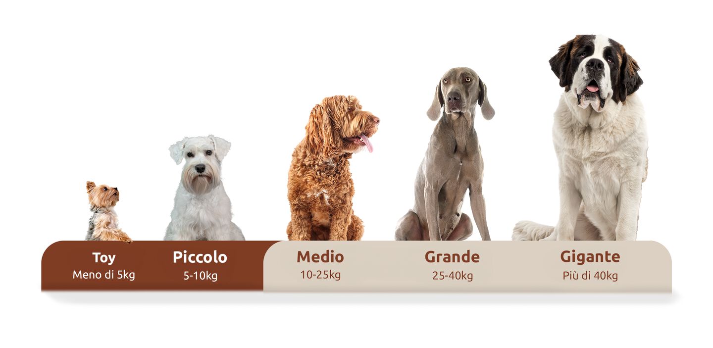 Taglia del cane in base al peso