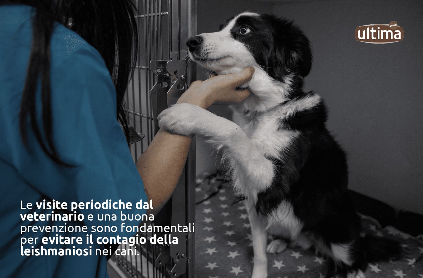 Cane tenuto in braccio da un veterinario, rivolto in avanti. Il testo recita: "Visite regolari dal veterinario e una buona prevenzione sono fondamentali per evitare la diffusione della leishmaniosi nei cani".