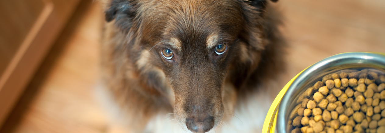 Il mio cane non mangia