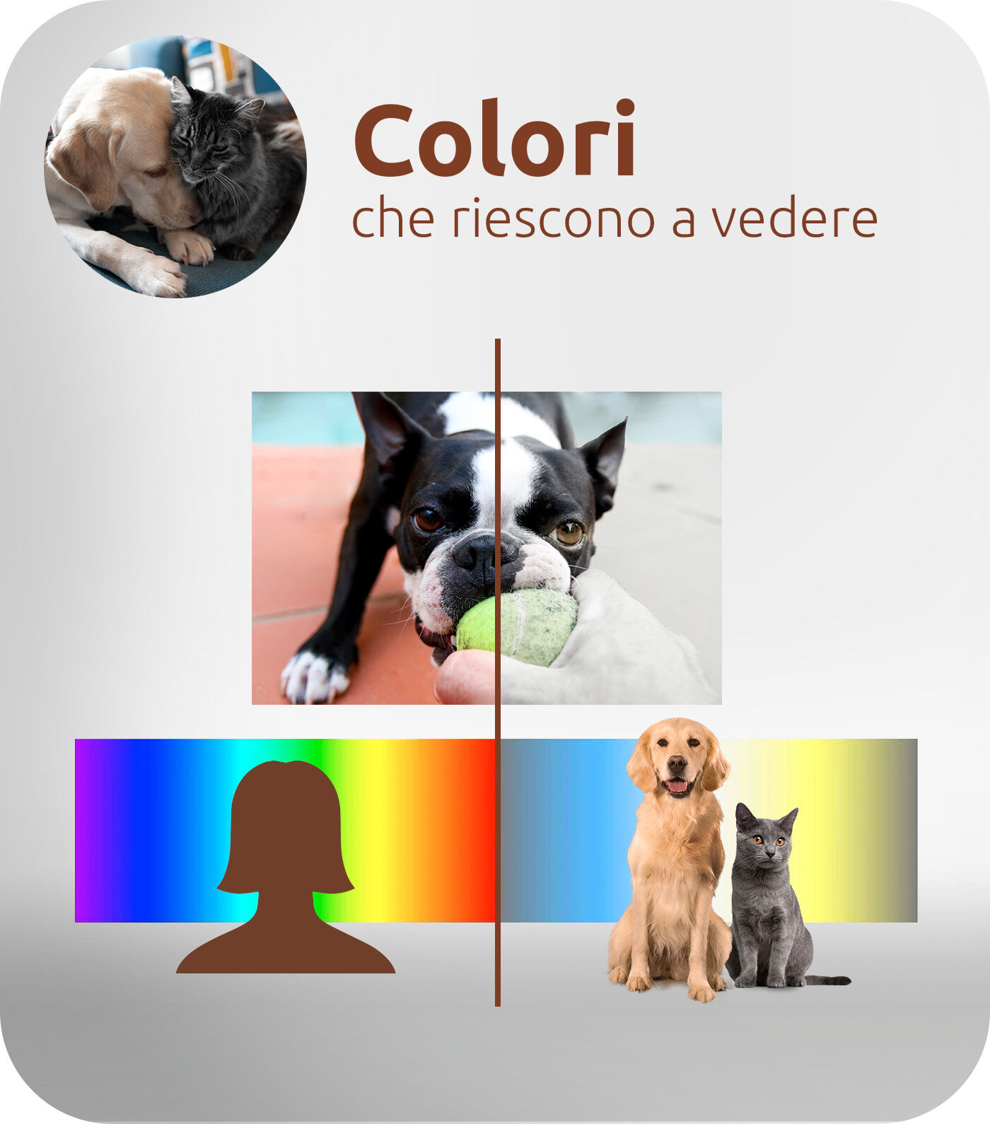 Colori che puoi vedere