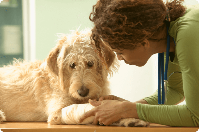 Cane dal veterinario