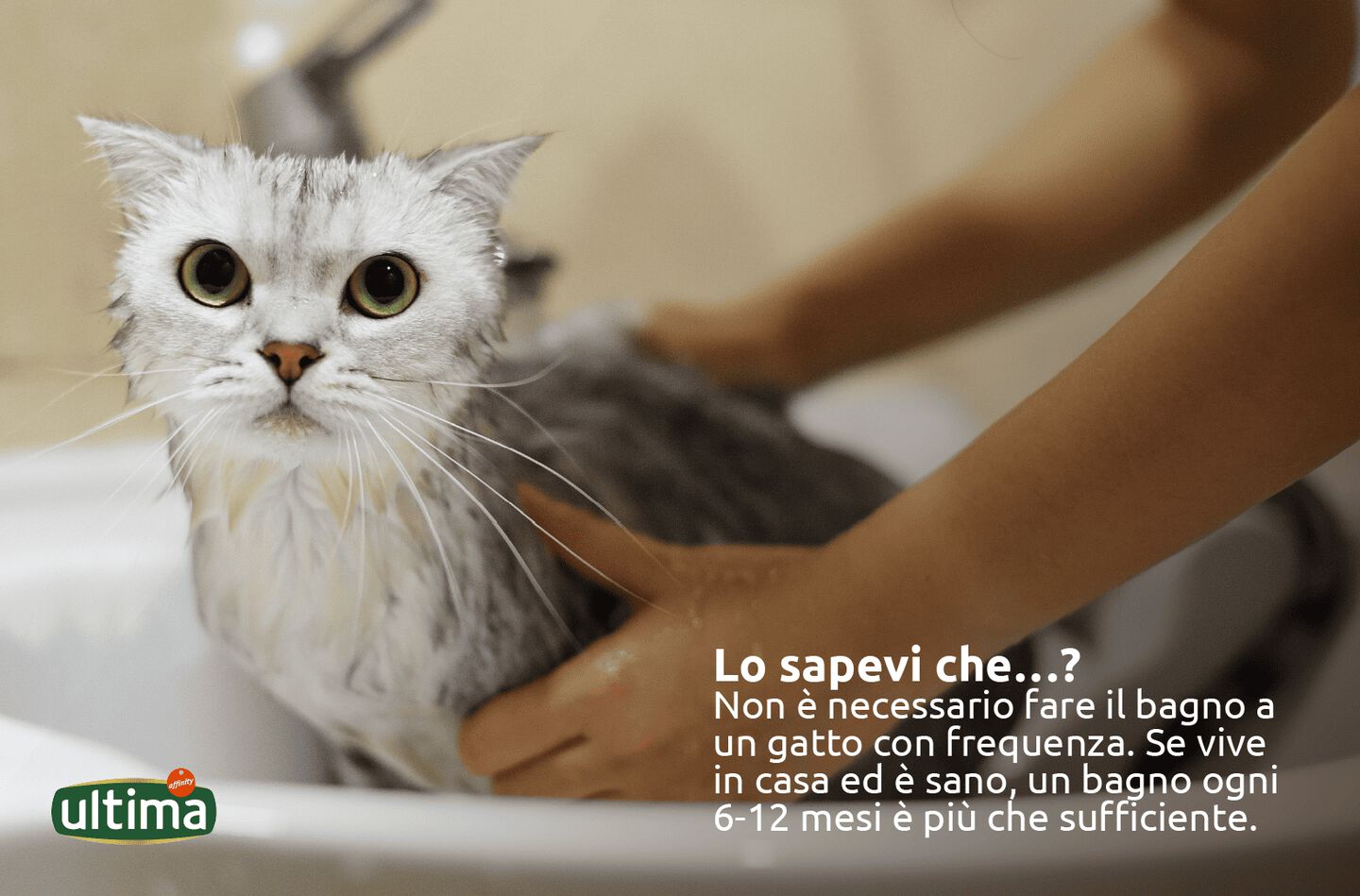 Fotografia di un gatto grigio mentre viene asciugato con un asciugamano dopo il bagno. Testo: Lo sapevi che&hellip;? Non &egrave; necessario fare il bagno a un gatto con frequenza. Se vive in casa ed &egrave; sano, un bagno ogni 6-12 mesi &egrave; pi&ugrave; che sufficiente. Testo del fumetto del gatto: Posso lavarmi da solo!
