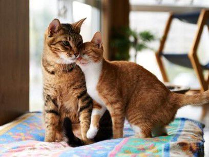 Due gatti che si accarezzano