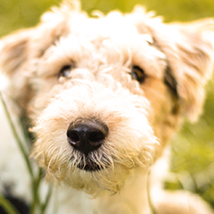 Image Link For Qual è la corretta alimentazione per un cane di piccola taglia?