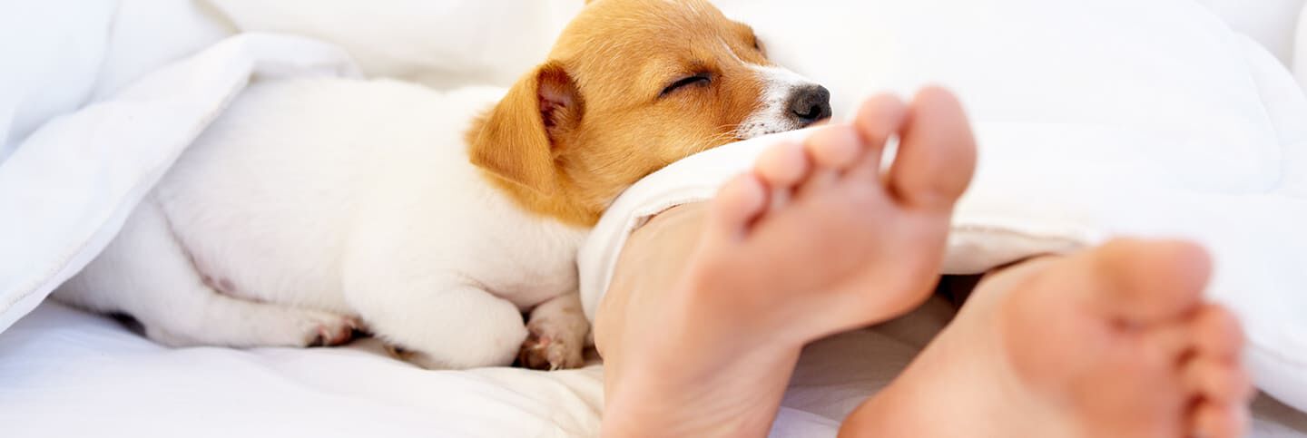 Il mio cane dorme sempre con me: che posso fare?