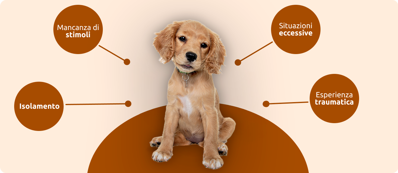 errori più comuni durante la socializzazione del cucciolo