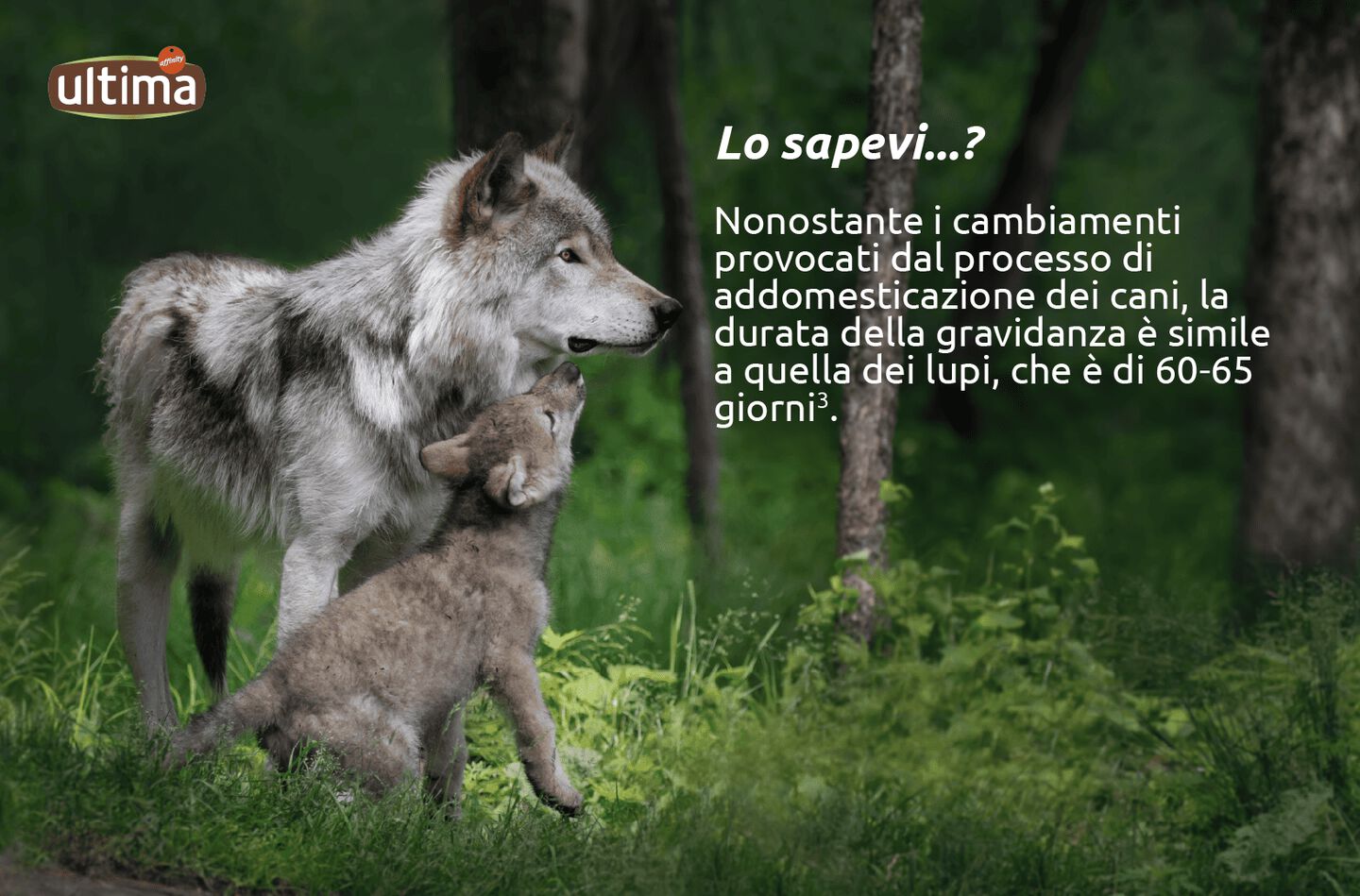 Durata della gestazione per le cagne: 60-65 giorni